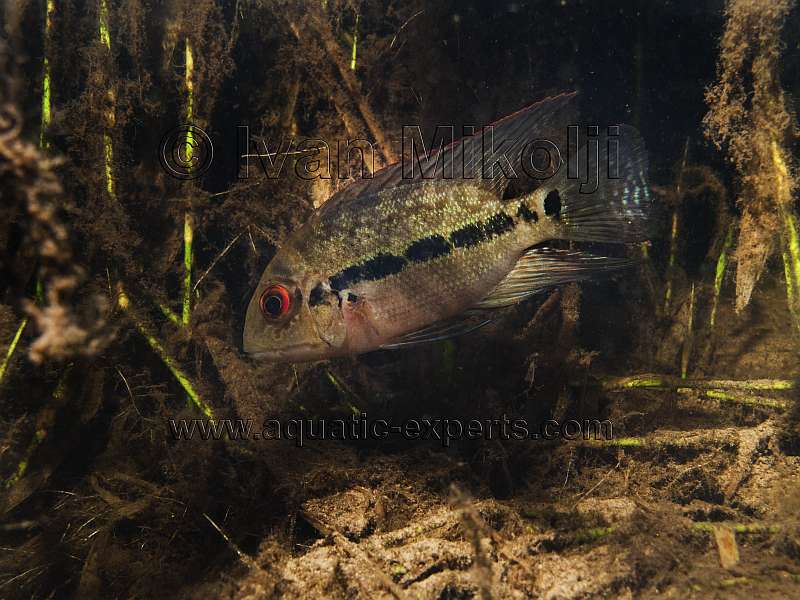 Hoplarchus psittacus